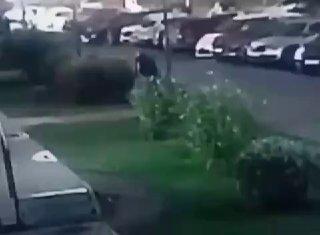В Новосибирске мужчина в нетрезвом виде устроил драку с кустами и берёзой