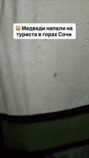 В сети расходится видео нападения медведей на туриста на Красной Поляне....