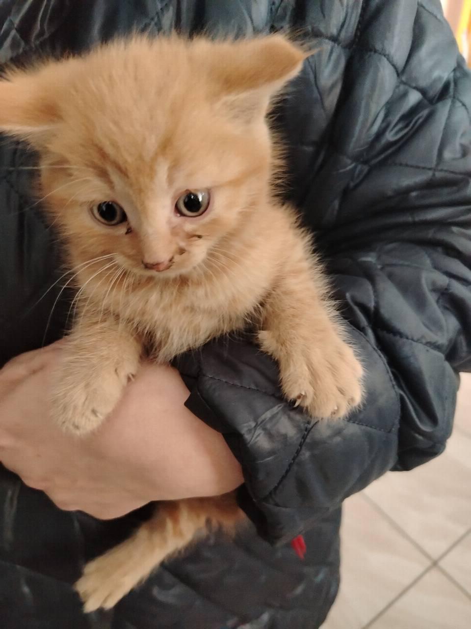 В Иланском пожарные помогли спасти котёнка В Иланском произошла трогательная...