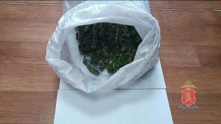 В Железногорске ликвидирована наркоплантация: полицейские изъяли 26 кустов конопли