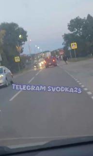 🐄И пусть весь мир подождет: в Приморье две невозмутимые бурёнки выбрались на...
