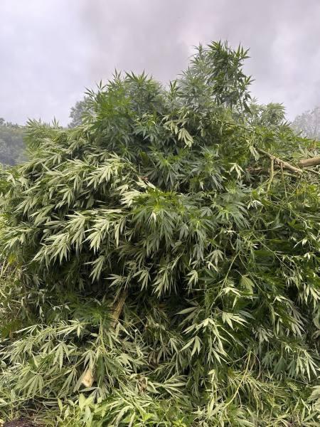 🔥🌱В Приморье сожгли коноплю, которая росла на гигантском участке размером с 3 футбольных поля — уничтожено более 43 тыс. кустов.