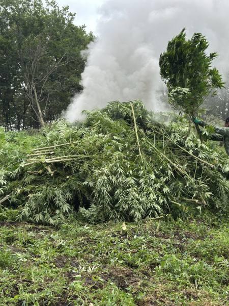 🔥🌱В Приморье сожгли коноплю, которая росла на гигантском участке размером с 3 футбольных поля — уничтожено более 43 тыс. кустов.