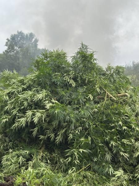 🔥🌱В Приморье сожгли коноплю, которая росла на гигантском участке размером с 3 футбольных поля — уничтожено более 43 тыс. кустов.