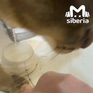 Жители нескольких микрорайонов в Саяногорске сидят без воды больше суток....