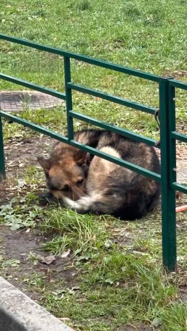 В соседнем Новосибирске женщина бросила овчарку, и та всю ночь под дождём...