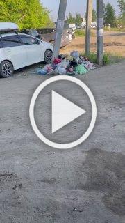 Заельцовский пляж. Хрюшки устроили свалку. 