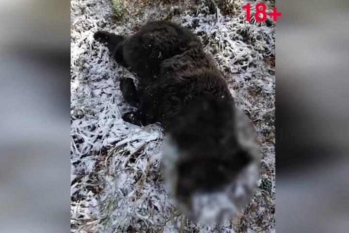 В Хакасии убили 18 бурых медведей