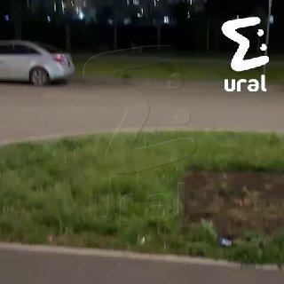 Бродячие собаки кошмарят жителей ЖК 