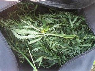 У жителя села Целинное полицейскими изъята марихуана