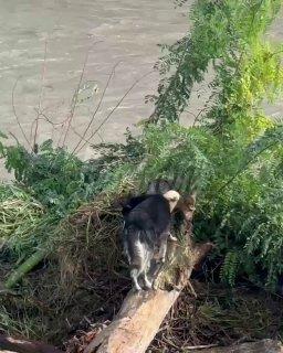 В Сочи спасают двух собак, которые застряли на дереве посреди реки