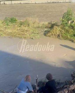 В Сочи спасают двух собак, которые застряли на дереве посреди реки