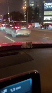 Лол, в Москве крыса вылезла из-под капота машины прямо во время движения.