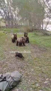 🐶😁Храбрый пёс бросил вызов целой медвежьей семье на Сахалине Бесстрашный...