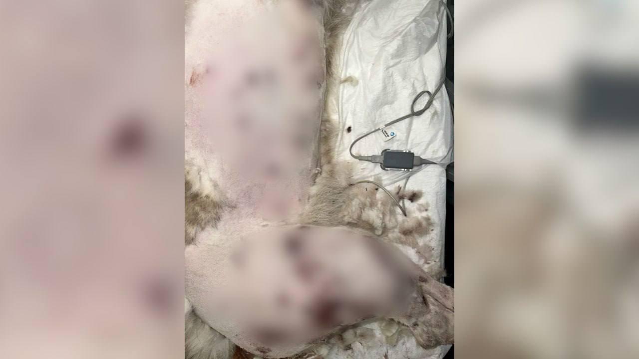 В Тосненском районе неизвестный подстрелил дробью двух собак в СНТ «Аврора» в...