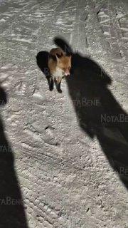 «Лисичка приходит каждый вечер во двор улицы Набережная», — рассказывают...