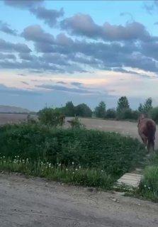 Лошадь тяжело ранила женщину в Ленобласти — пенсионерку госпитализировали с переломом ребер и оторванной рукой