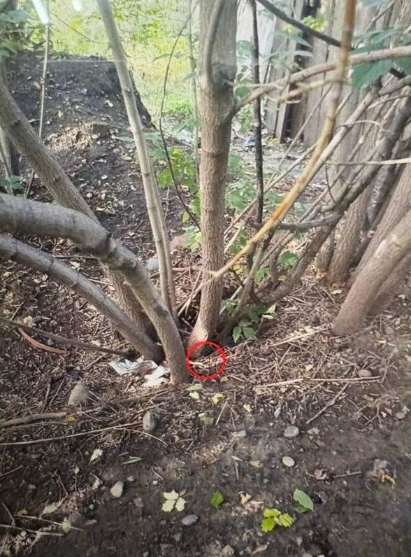 Память подвела: в Красноярске задержали 21-летнюю девушку с 2,5 кг наркотиков