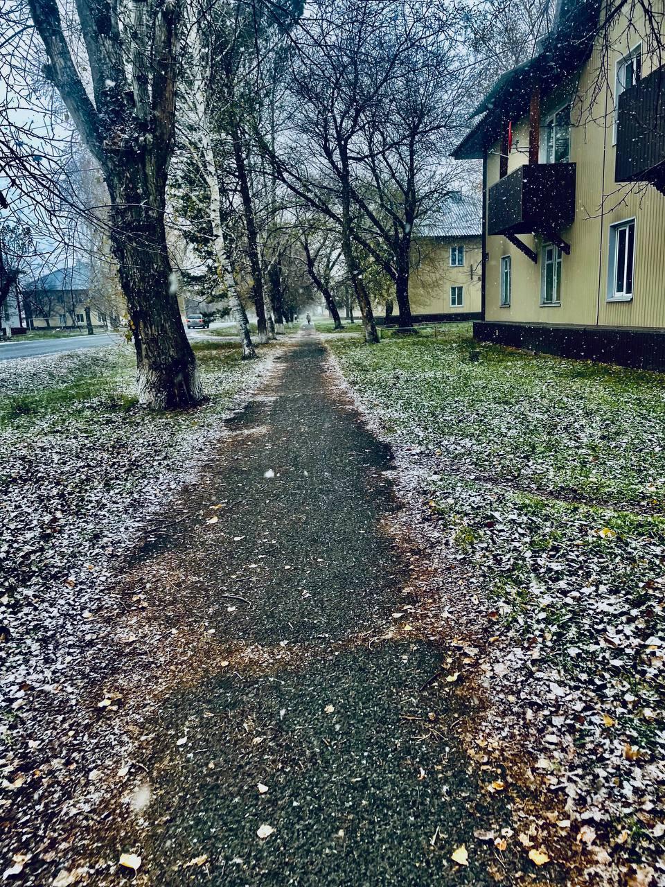 Следы медведя обнаружены на двух дачных участках в Абазе. Это дачное общество...