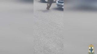 В Новосибирске возбуждено уголовное дело  по факту перевозки и сбыта немаркированной алкогольной продукции
