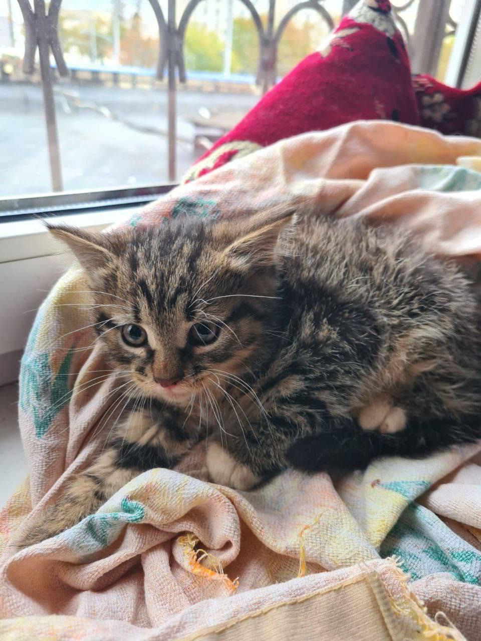 На улице Маленковская кошечка принесла котят в разрытые коммуникации...