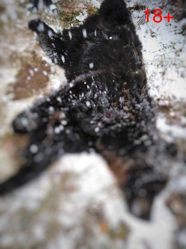 Ещё одного крупного медведя обезвредили в Абазе