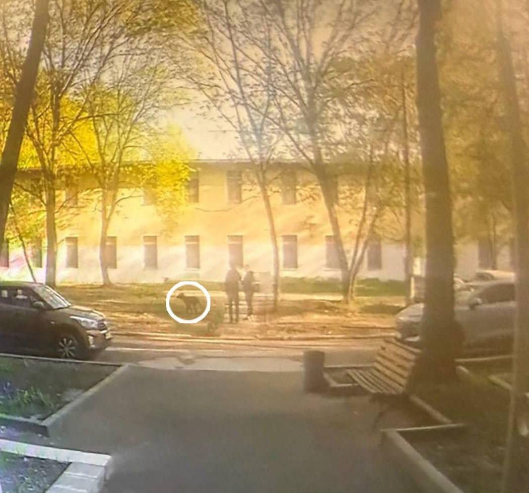 В Москве женщину оштрафовали на 1,5 тысячи рублей за то, что она не убрала...
