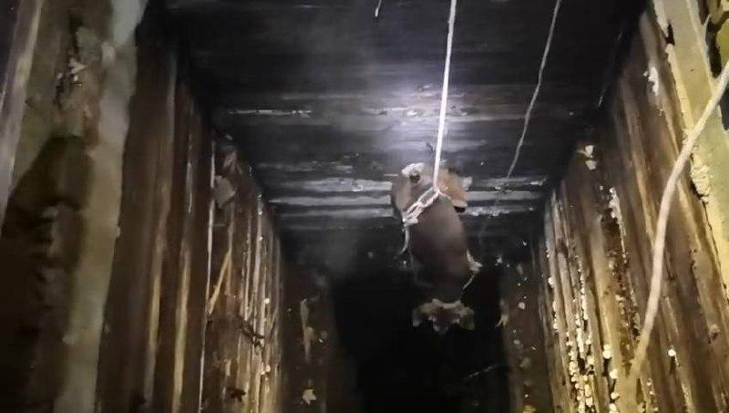 На Палкинском торфянике зооспасатели вытащили собаку из колодца