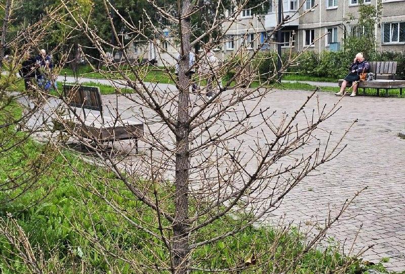 Подрядчик отказался заменить погибшие в Ачинске саженцы в рамках гарантийных обязательств – об этом сообщили в администрации города. Мэрия уже обратилась в суд.