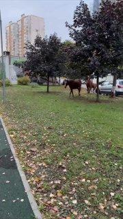 В поселке Развилка недалеко от МКАД гуляли лошади Предположительно, они...