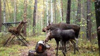 Лоси вернулись в «Бойские болота». Медведи всё лето мешали копытным:...