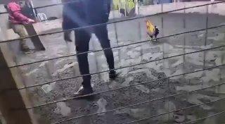 В Перу боевой петух убил своего хозяина.