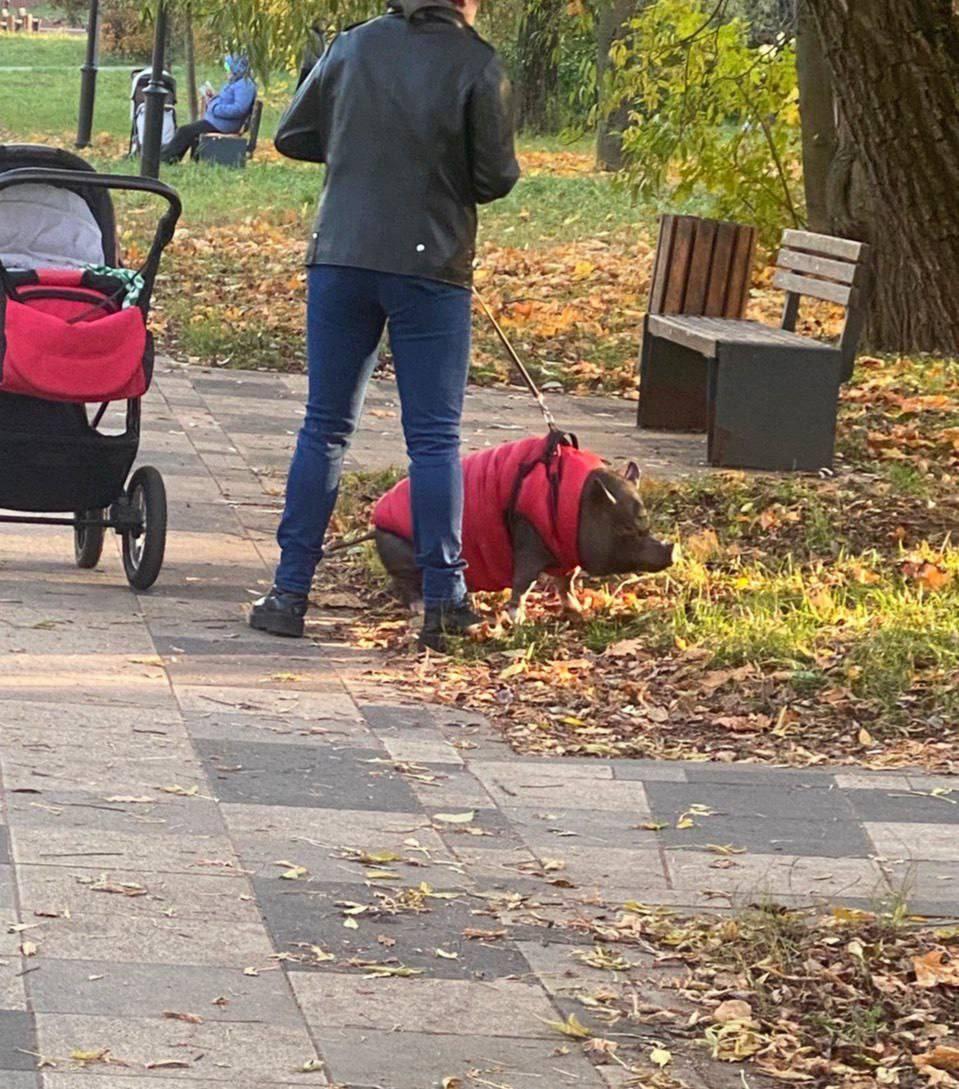 Милота дня: свинюшку в теплом костюмчике заметили в Черкизовском парке.