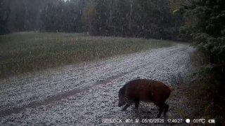 Вот кто точно не грустит из-за наступающей зимы, так это кабанчик из Саяно-...