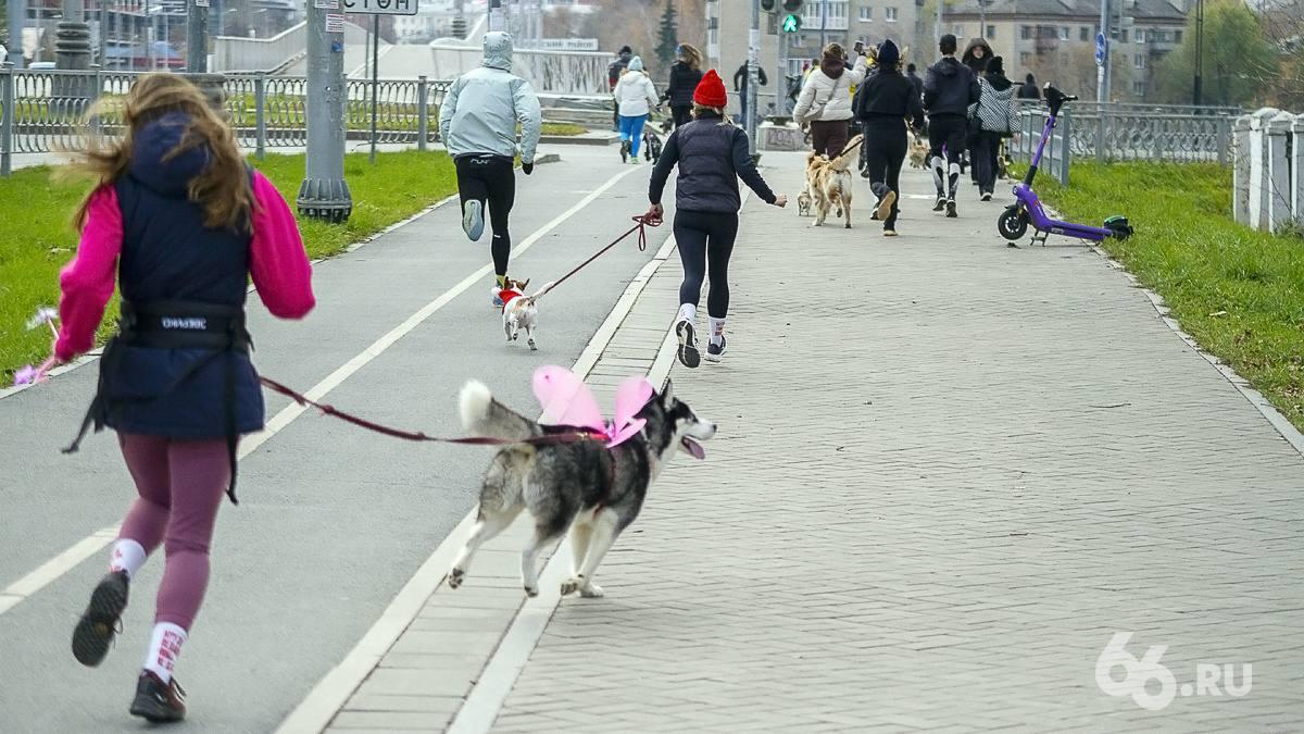 Самый пушистый забег прошёл в Екатеринбурге. Хозяева вместе со своими...
