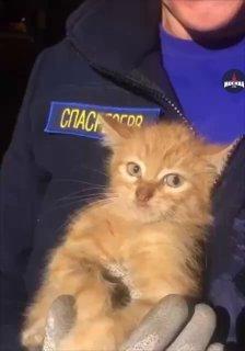 На улице Профсоюзная котенок хотел почувствовать хоть каплю тепла, поэтому забрался под капот еще неостывшего автомобиля. К счастью, малыша заметили и вызвали спасателей