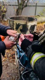 Вы когда-нибудь видели, как голуби дышат через кислородную маску? Показывают...