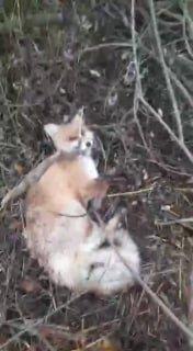 В подмосковной Шатуре в капкан попала лиса, которая забежала на дачный...