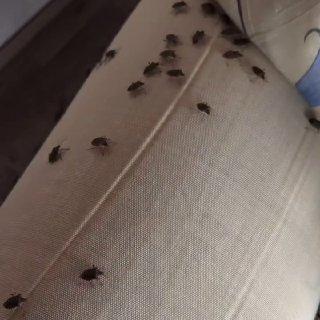 В Сочи квартиру атаковали сотни клопов. Автор вирусного видео показал...