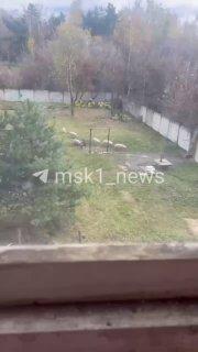 Внимание, разыскивается хозяин хрюшек!