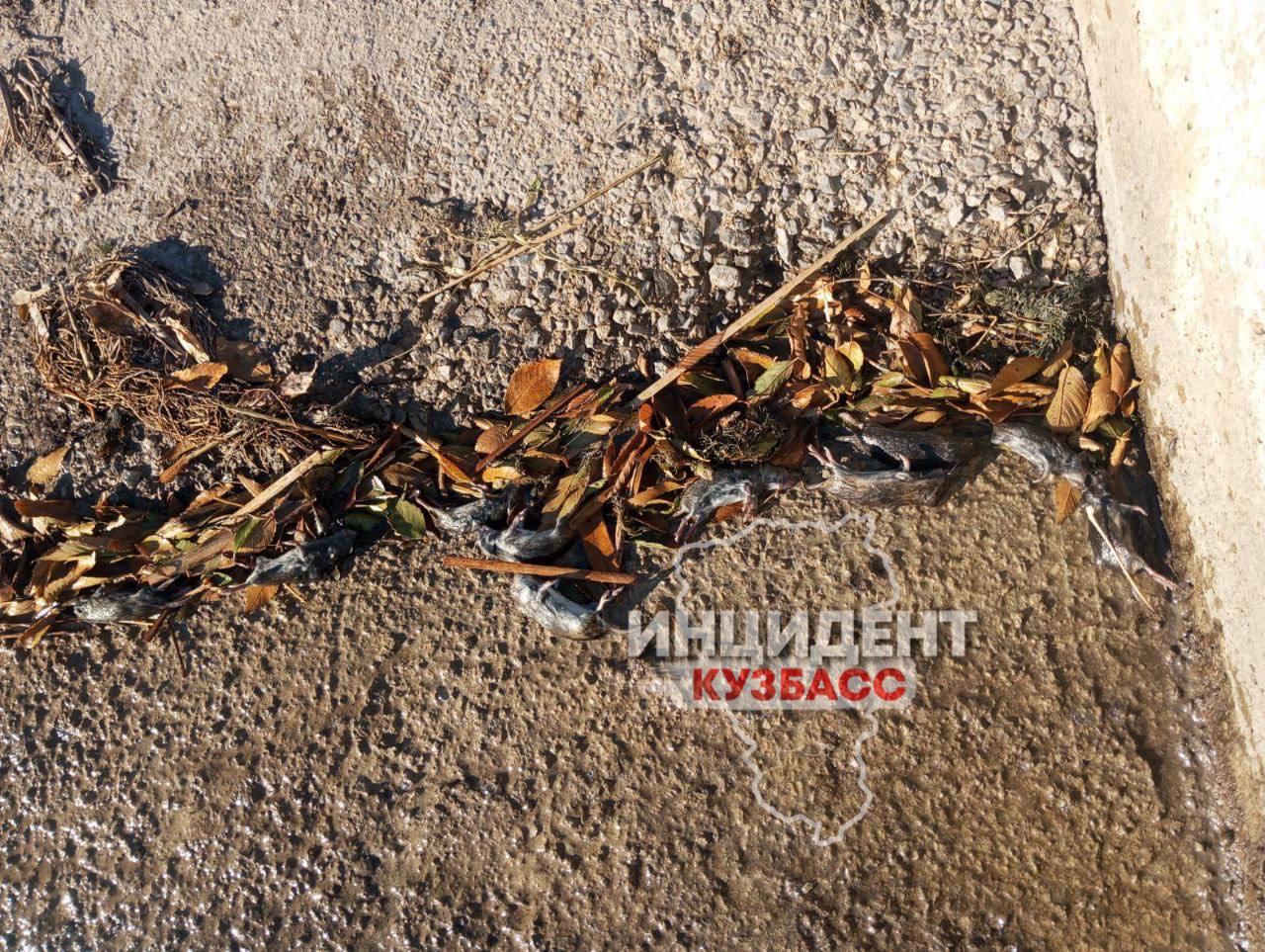 Читатель обнаружил огромное количество мертвых грызунов на Беловском водохранилище.