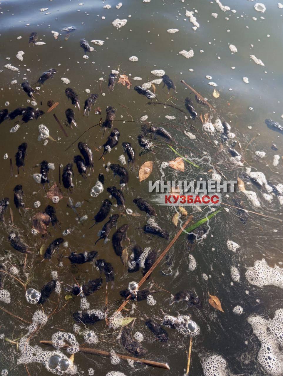 Читатель обнаружил огромное количество мертвых грызунов на Беловском водохранилище.