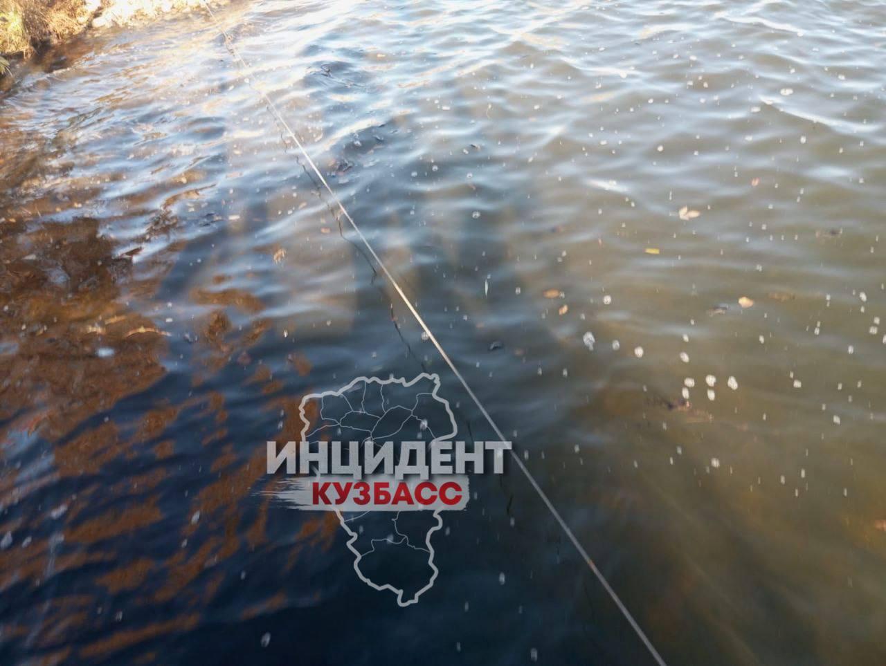 Читатель обнаружил огромное количество мертвых грызунов на Беловском водохранилище.