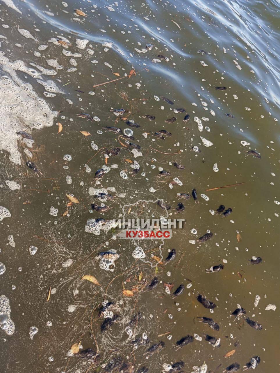 Читатель обнаружил огромное количество мертвых грызунов на Беловском водохранилище.