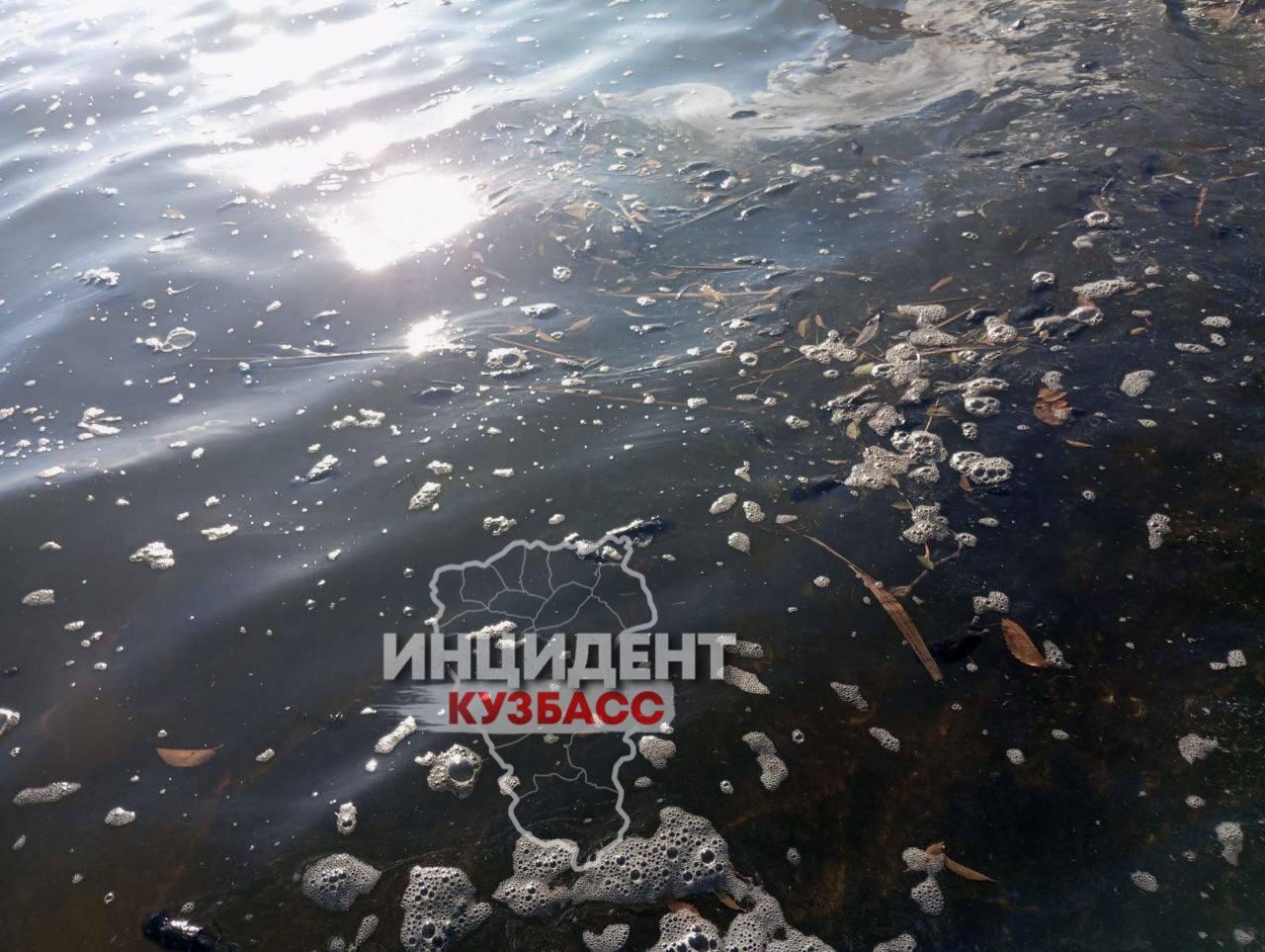 Читатель обнаружил огромное количество мертвых грызунов на Беловском водохранилище.