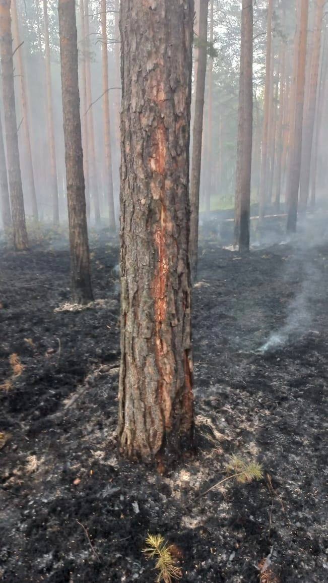 Гроза стала причиной пожара в Бондаревском бору Бейского...