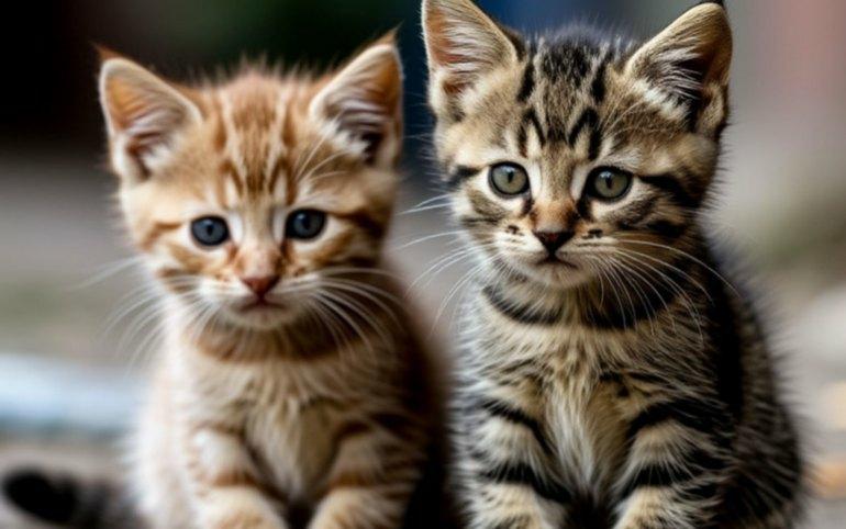 Билеты в обмен на корм для животных предлагает главный музей Хакасии. Музей...