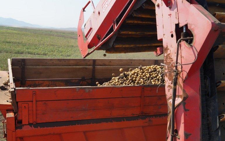 Уборочная кампания в Хакасии скоро завершится. Уже убрано 87 % площадей,...