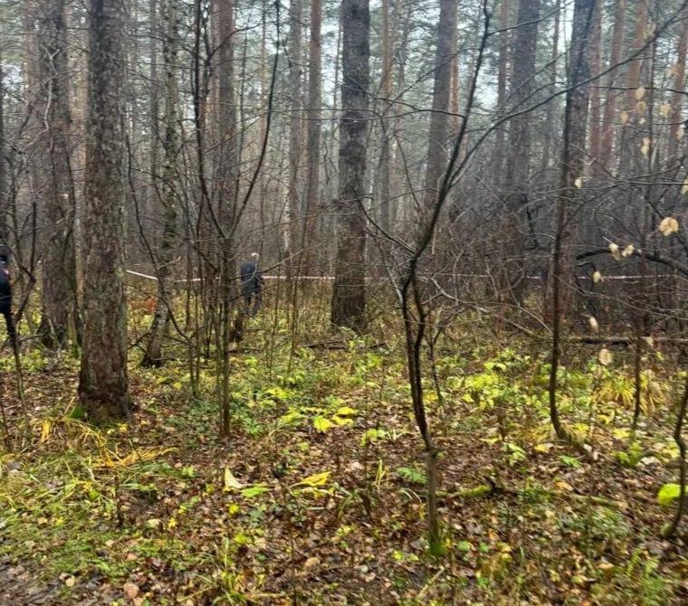 В Юго-Западном лесопарке обнаружили голый труп без головы