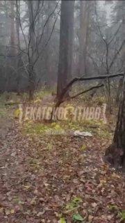 Силовики прочесывают Юго-Западный лесопарк в поисках головы женщины, чье тело было найдено ранее